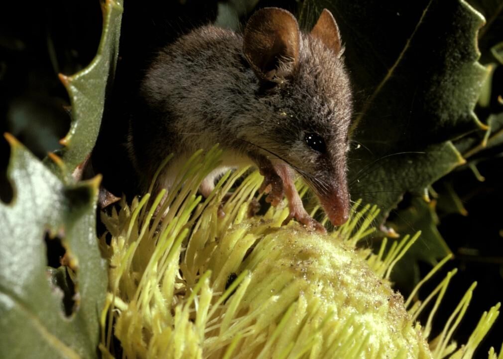 Honey possums: among the few flightless mammal pollinators